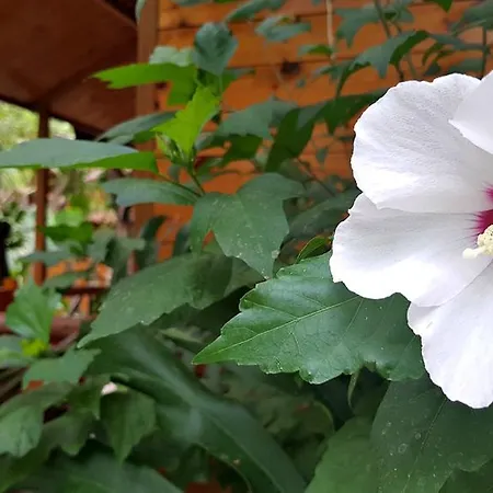 レジデンス ヴィラッジオ ヴェルデ 3* ソレント