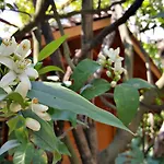 Aparthotel Villaggio Sorrento