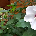 Villaggio 3* Sorrento